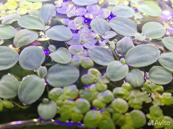 Растения для аквариума,рыбки