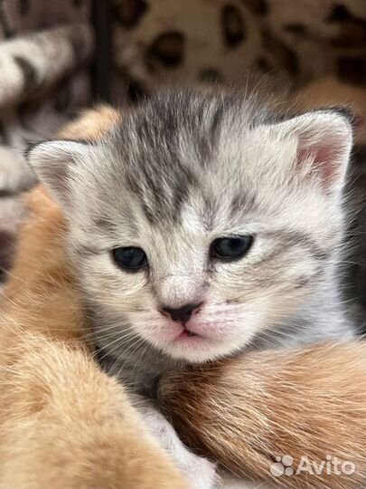 Шотландская кошечка