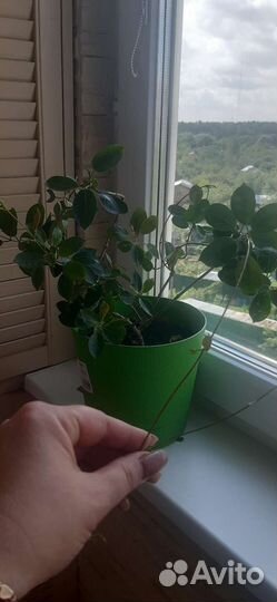 Диплодения бордовая