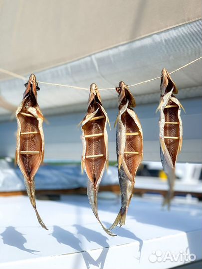 Рыба (омуль, сиг, хариус)