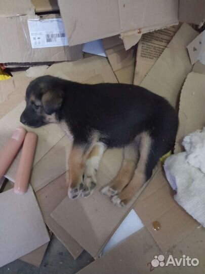 Собака в добрые руки отдам бесплатно
