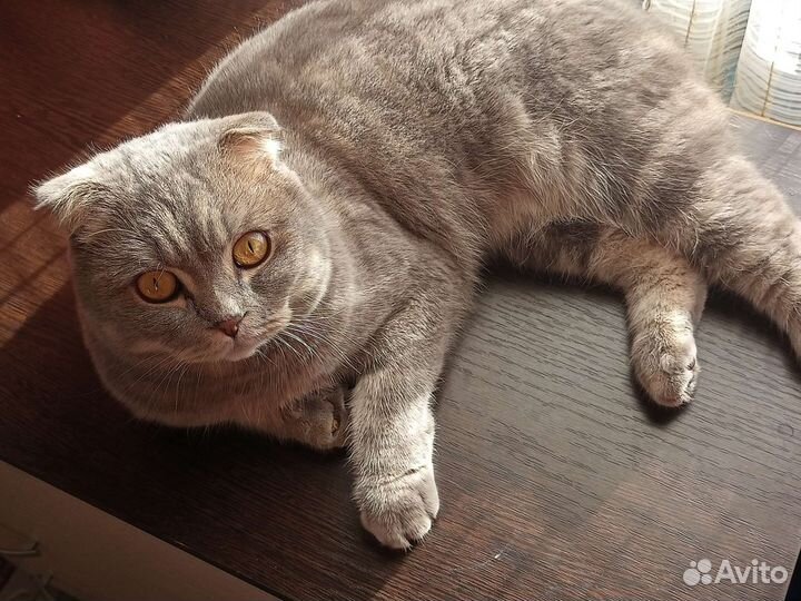 Шотландский кот бесплатно