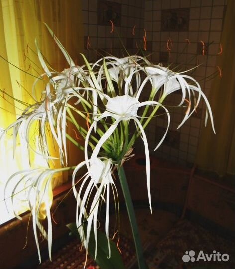 Гименокаллис