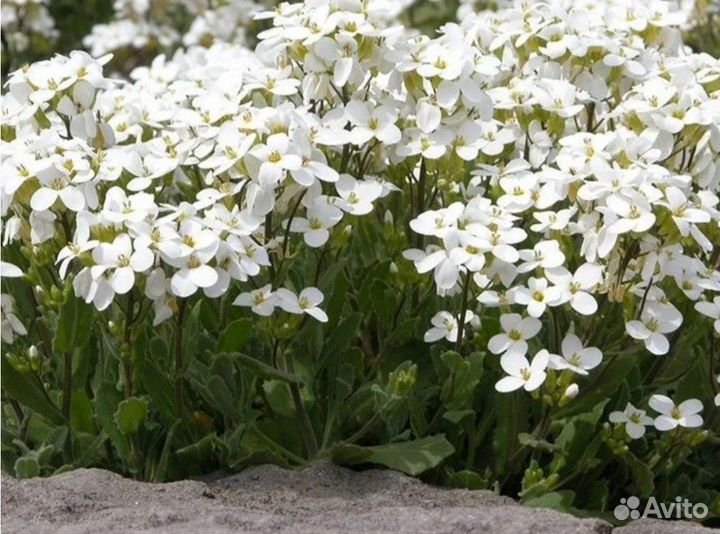 Арабис альпийский