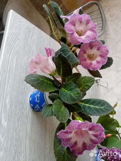 Глоксиния цветущая