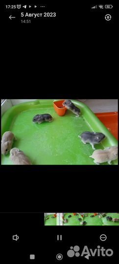 Хомяки джунгарики