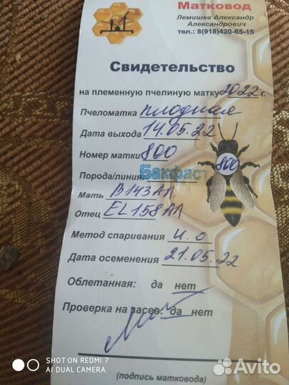 Пчелы и Матки