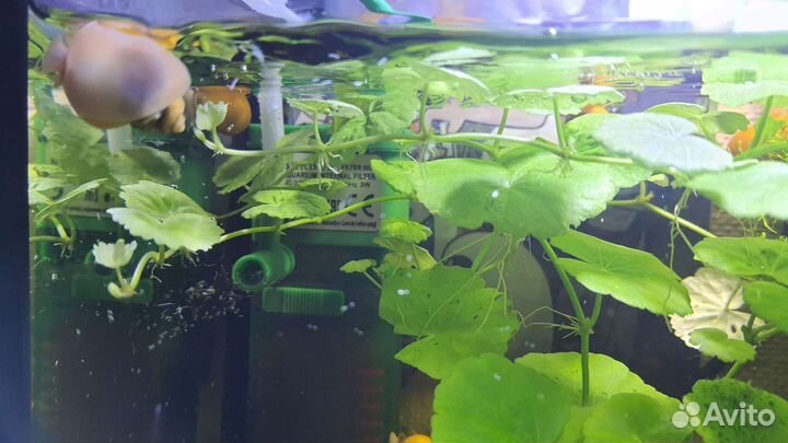 Щитолистник или гидрокотила