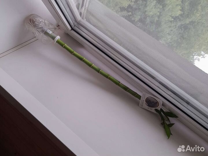 Бамбук прямой ствол