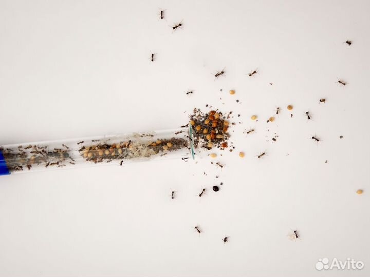 Муравьи для фермы