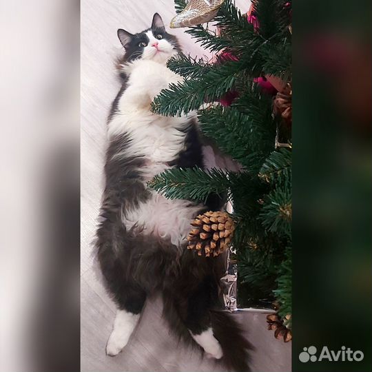 Подросток в добрые руки