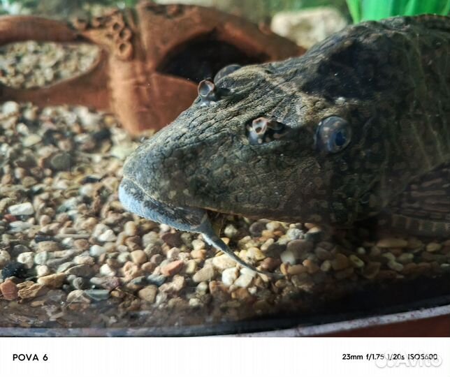 Сом парчовый