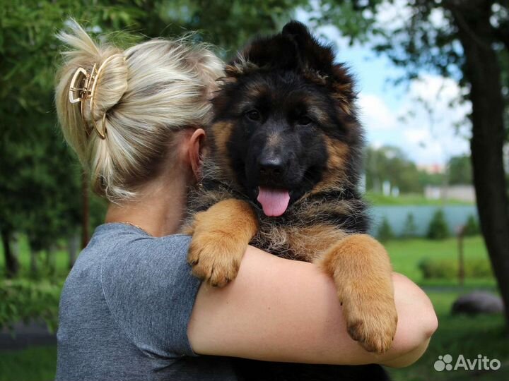 Щенки немецкой овчарки Дл/ш