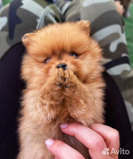 Щенки померанского шпица