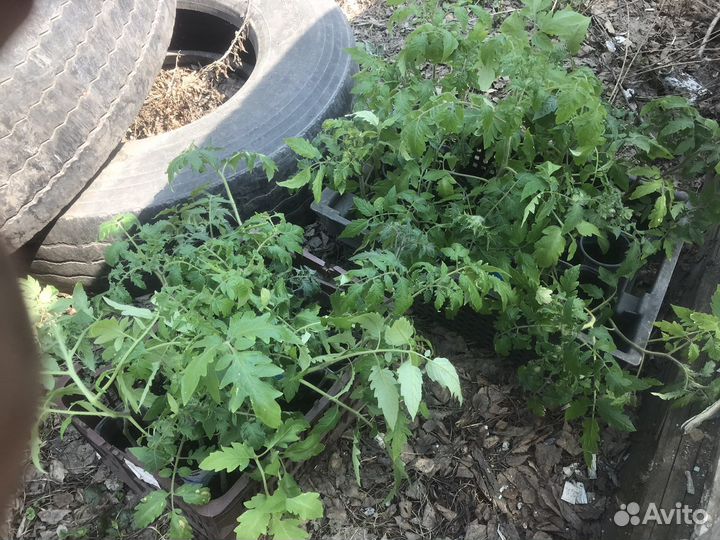 Бычье сердце