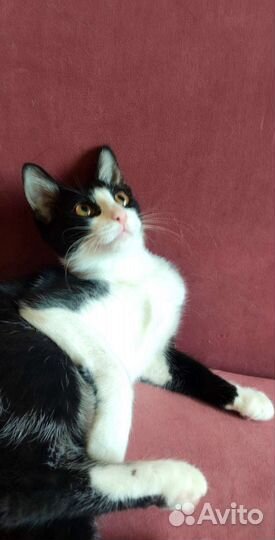 Весёлая котёнок из приюта. Доставка. Обработана