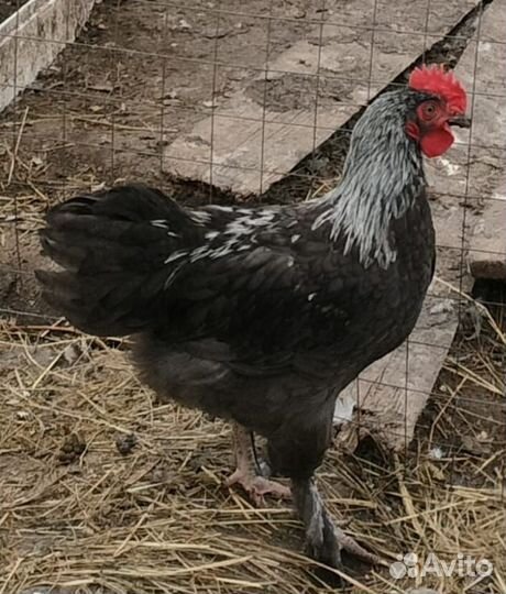 Петушки маран, мехеленская кукушка