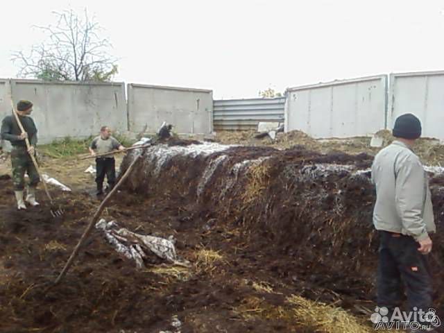 Организация грибных ферм, обучение грибоводству