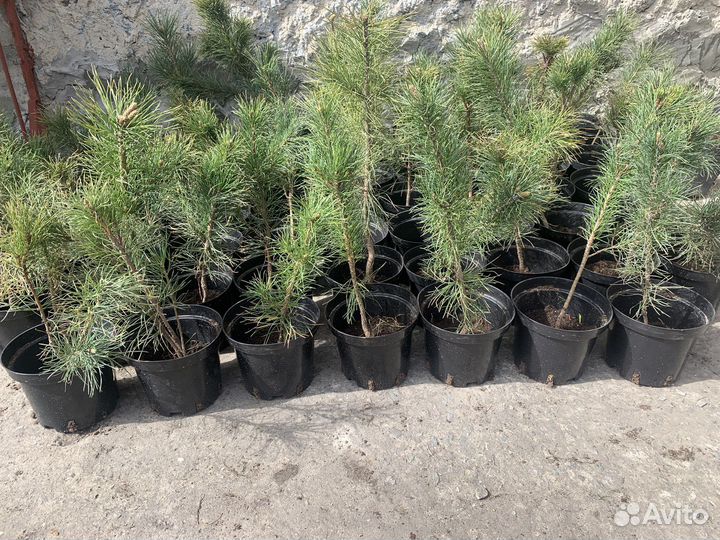 Саженцы кедра