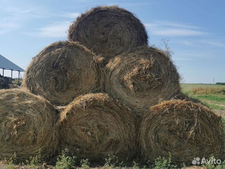 Сено в рулонах люцерна 2023