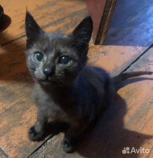 Котята ищут дом