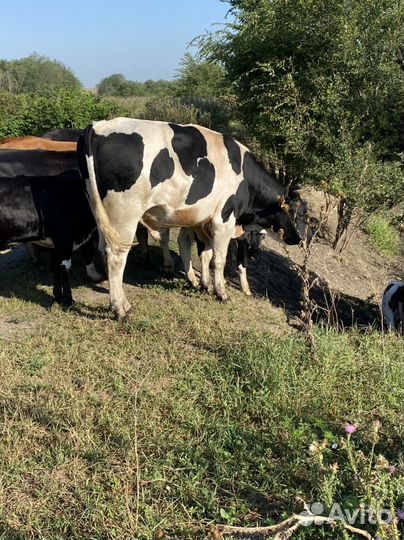 Быки на племя