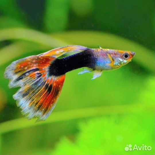 Рыбки гуппи