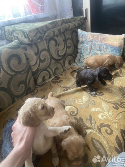 Щенки русского охотничего спаниеля