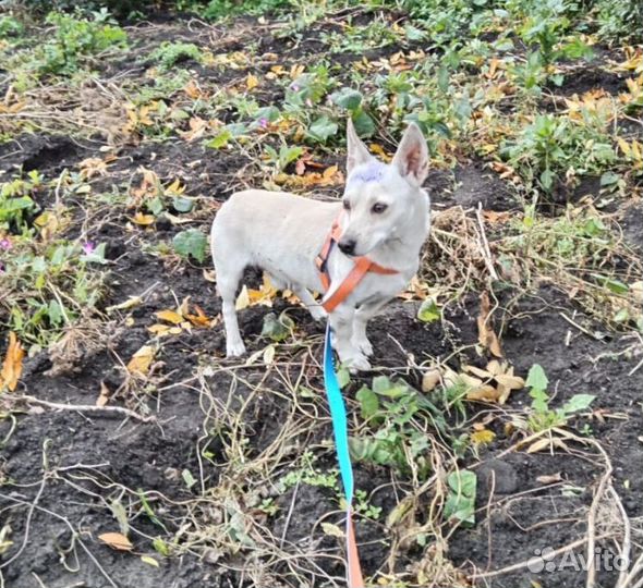 Дик ищет дом