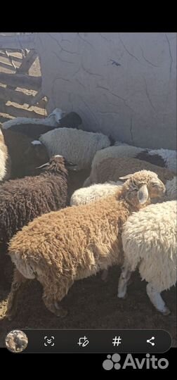 Овцы бараны ягнята