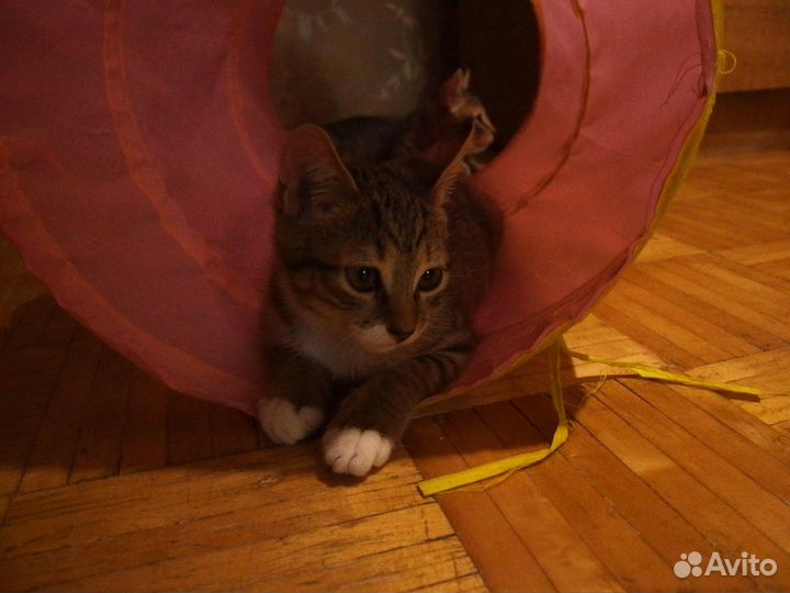 Котята ищут надёжную семью (возраст 3 месяца)