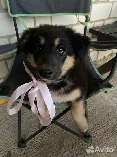 Щенки бесплатно