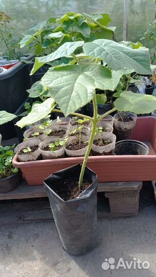 Павловния Pao Tong z 07