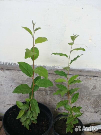 Виноград Изабелла