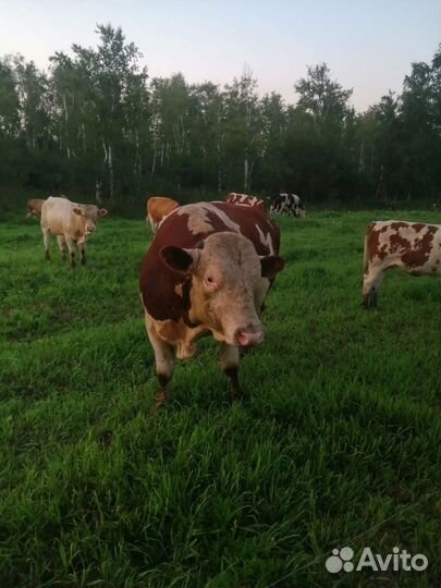 Быки герефорд