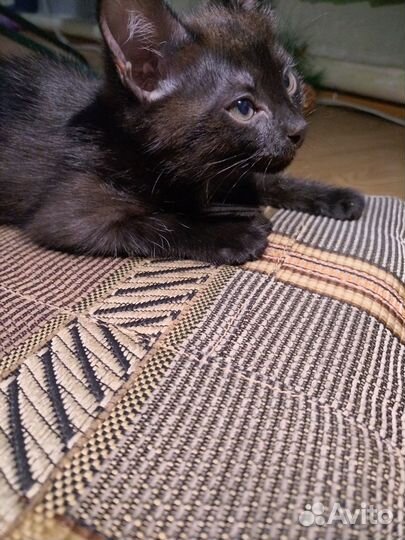 Котята от домашней кошки