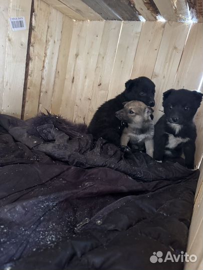 Щенки бесплатно