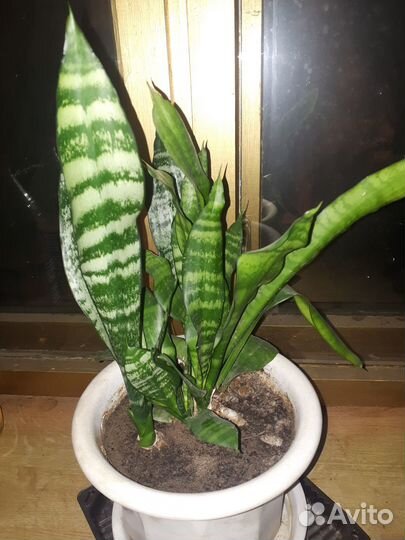 Сансевиерия, взрослые и отростки