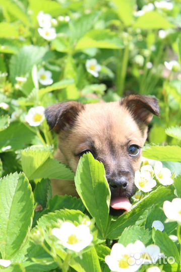 Щенок метис маленькой собачки в дар