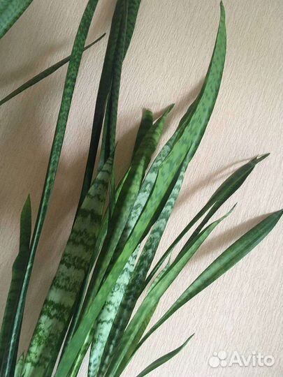 Сансевиерия большой куст в кашпо Икеа