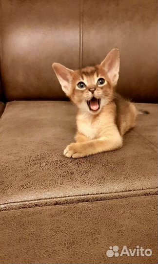 Абиссинская