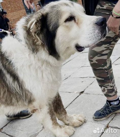 Алабай в дар