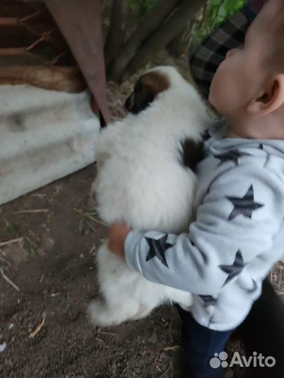 Собака в добрые руки щенок
