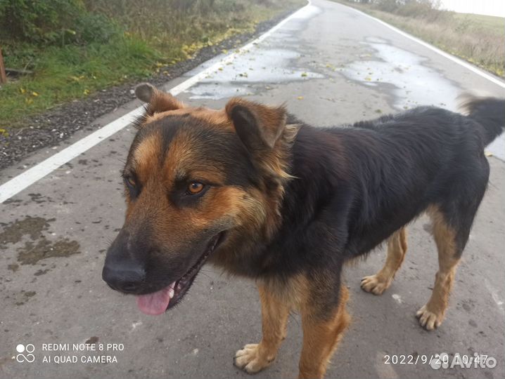 Собака в хорошие руки