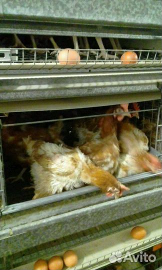 Несушка годовалая