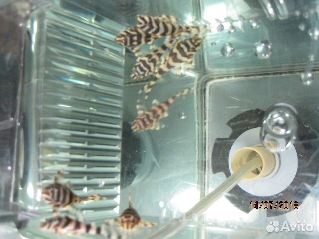 Номерные сомы L134, 184, 201, 340