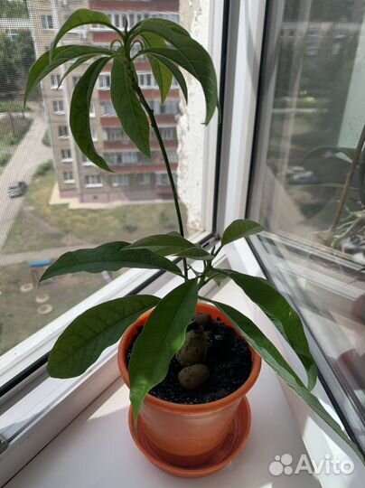 Авокадо растение