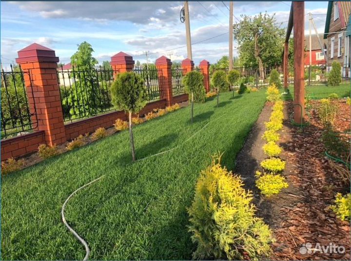 Газонная трава