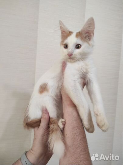 Котёнок