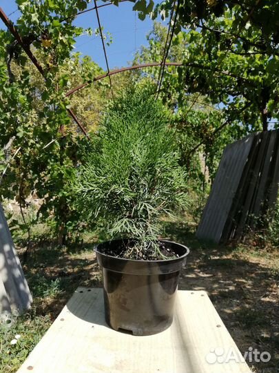 Туя западная Смарагд (Smaragd)